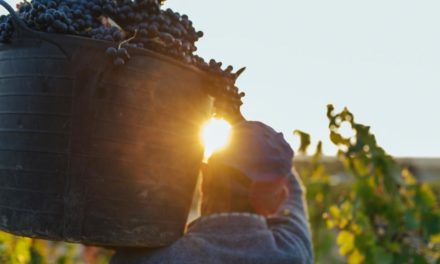 El Consejo Regulador de la DOCa Rioja anuncia un paquete de ayudas a viticultores y bodegas