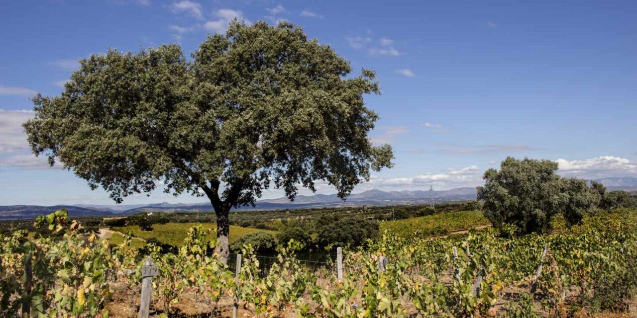 Madrid se suma a las Rutas del Vino de España, que pasa a contar con  32 destinos enoturísticos