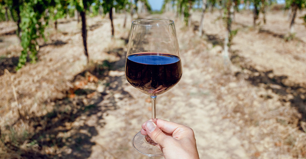 Preguntamos a 16 profesionales del vino: ¿Qué Pinot Noir ofrece la mejor inversión por su inversión? (2024)