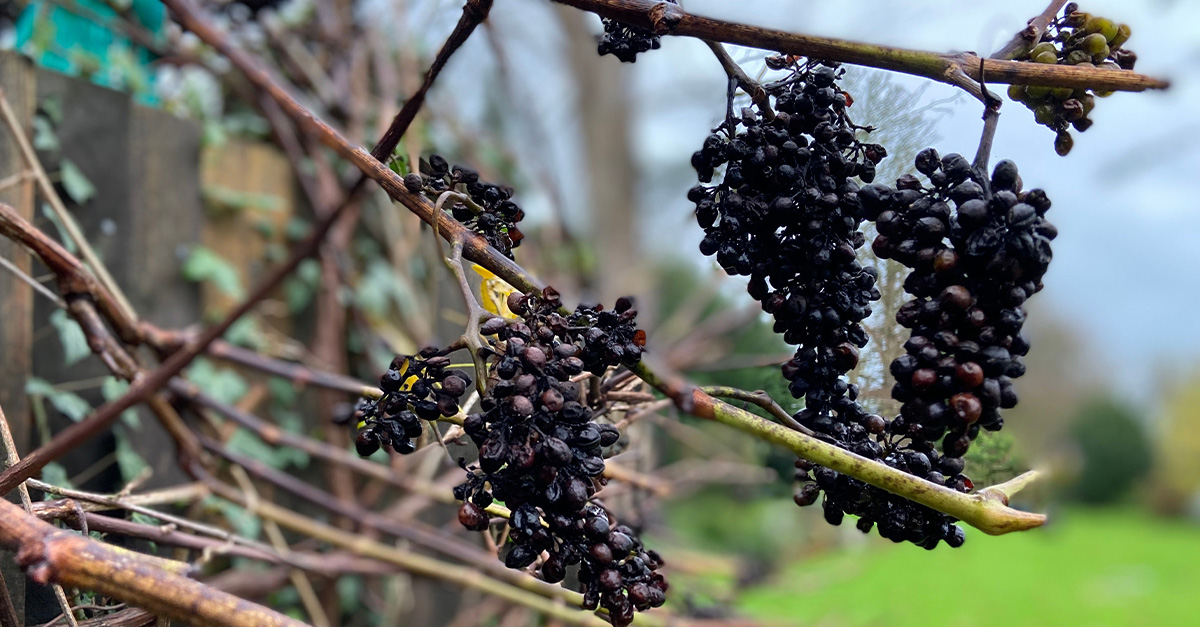 Vino 101: Vino y cambio climático Parte II: Cambio climático histórico entre las vides