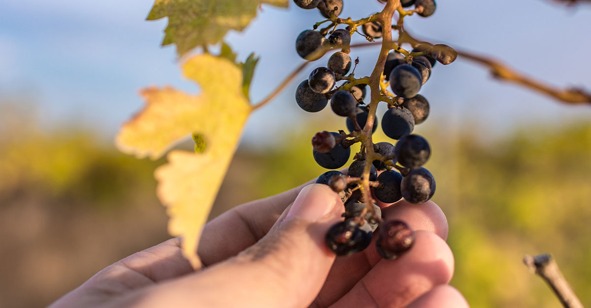 Wine 101: El vino y el cambio climático Parte I: Una visión general