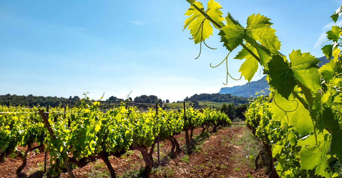 Wine 101: Vino en transición: mirar hacia adelante y reflexionar sobre el pasado: Parte III