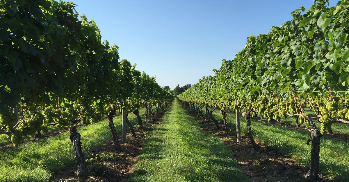 Vino 101: La historia de Rosé Parte V: Marcel and the Hamptons