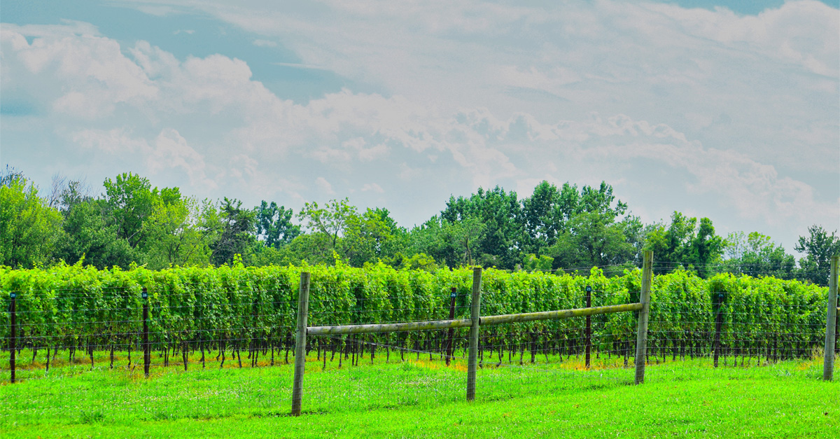 Vino 101: Maryland Wine: una charla con Leslie Frelow