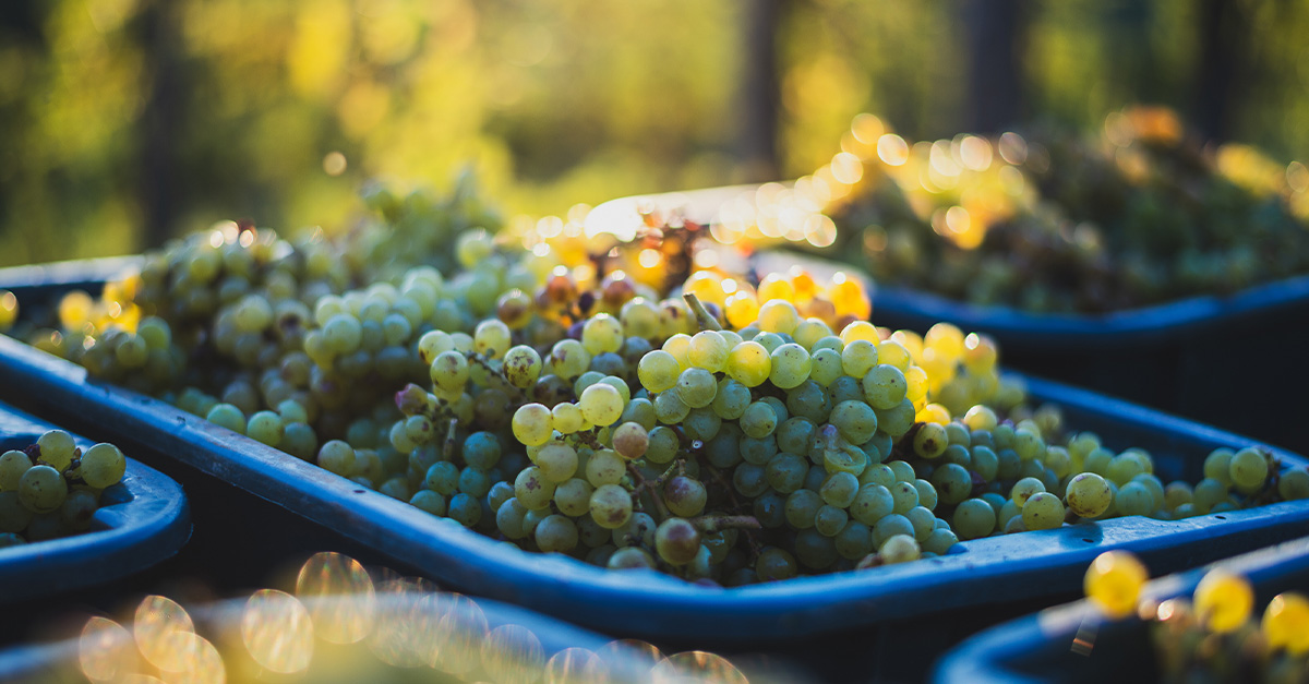 Las mejores regiones de Riesling del mundo, mapeadas