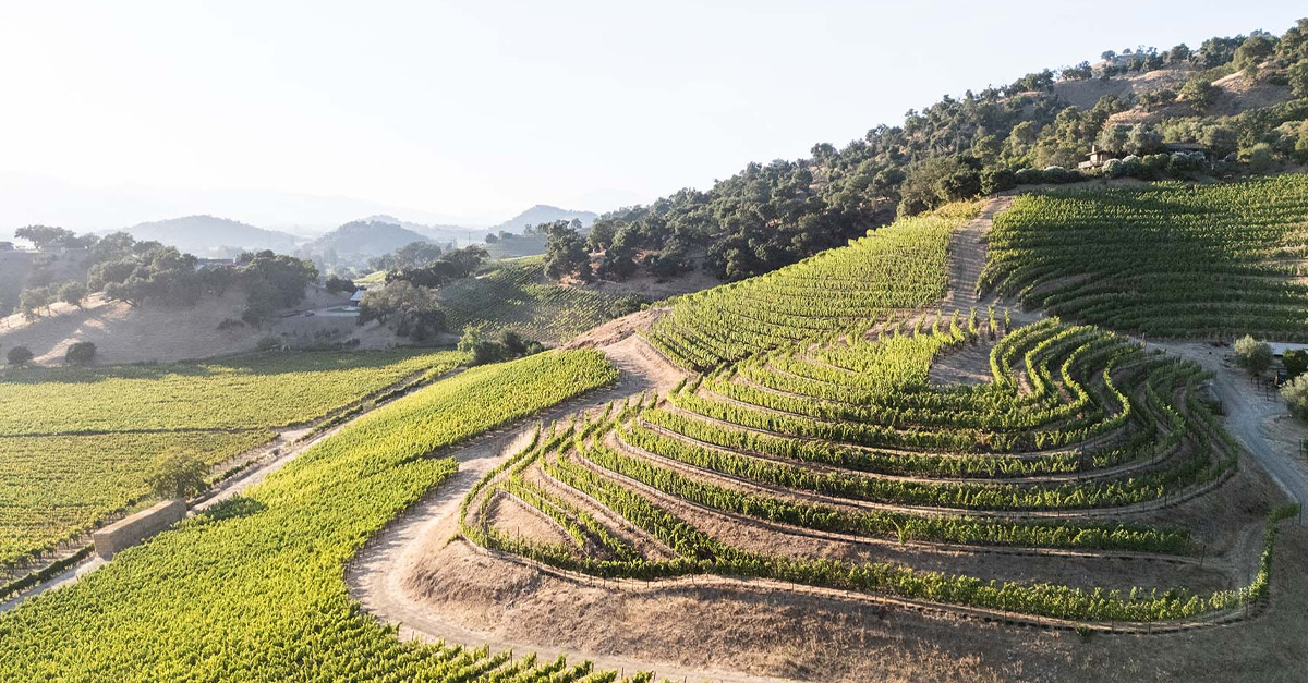 Vino 101: Viñedos Shafer