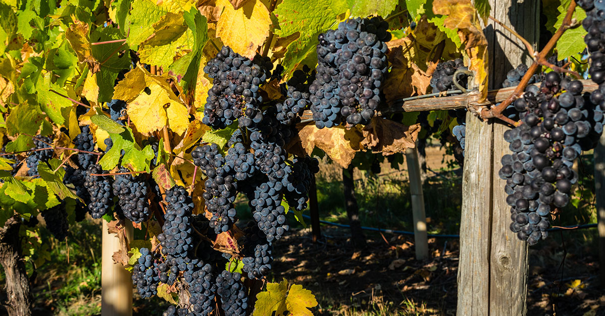 Diez productores que debes conocer para ingresar al Pinot Noir de Oregon
