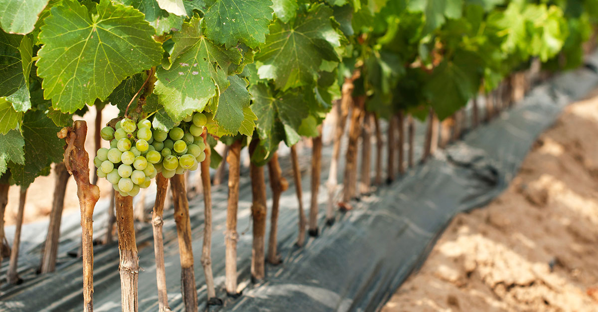 Pregúntele a un profesional del vino: ¿Realmente importan los clones de uva?