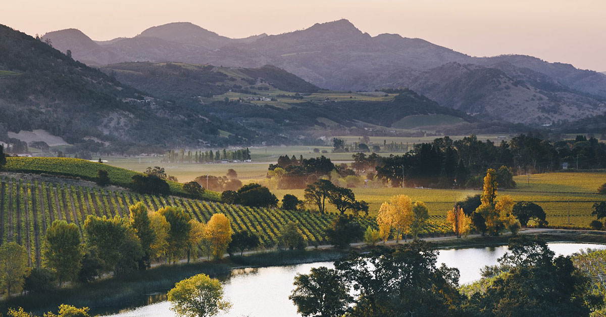 Vino 101: Quintessa