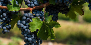 Wine 101: En defensa del Cabernet Sauvignon 50 años después del juicio de París
