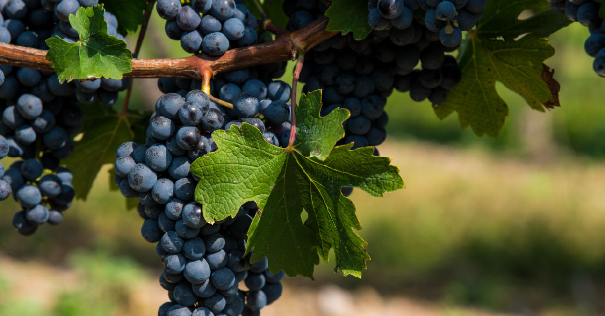 Wine 101: En defensa del Cabernet Sauvignon 50 años después del juicio de París