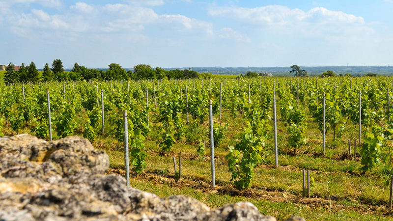 Touraine es una alternativa al Sancerre, el ultra popular Sauvignon Blanc.