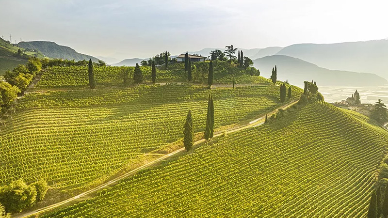 El Sauvignon Blanc del norte de Italia es una alternativa al Sancerre.