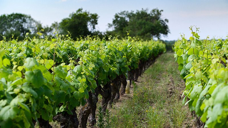Muscadet Sèvre-et-Maine es una alternativa al Sancerre, el ultra popular Sauvingon Blanc.