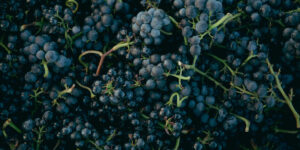 Wine 101: el Pinot Noir americano es americano ahora