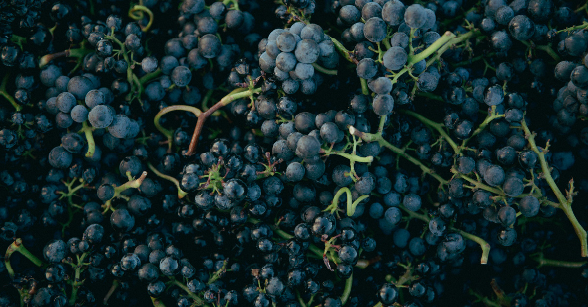 Wine 101: el Pinot Noir americano es americano ahora