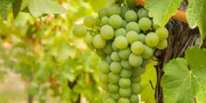 Vino 101: el Chardonnay americano es americano ahora