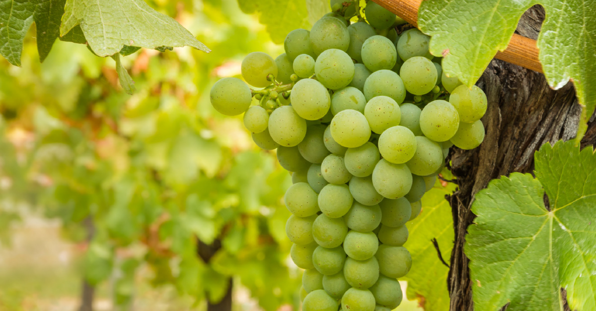 Vino 101: el Chardonnay americano es americano ahora