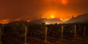 Resumen semanal de noticias sobre bebidas alcohólicas: las secuelas de los incendios forestales persisten en Burdeos, los consumidores de marihuana superan a los bebedores y más