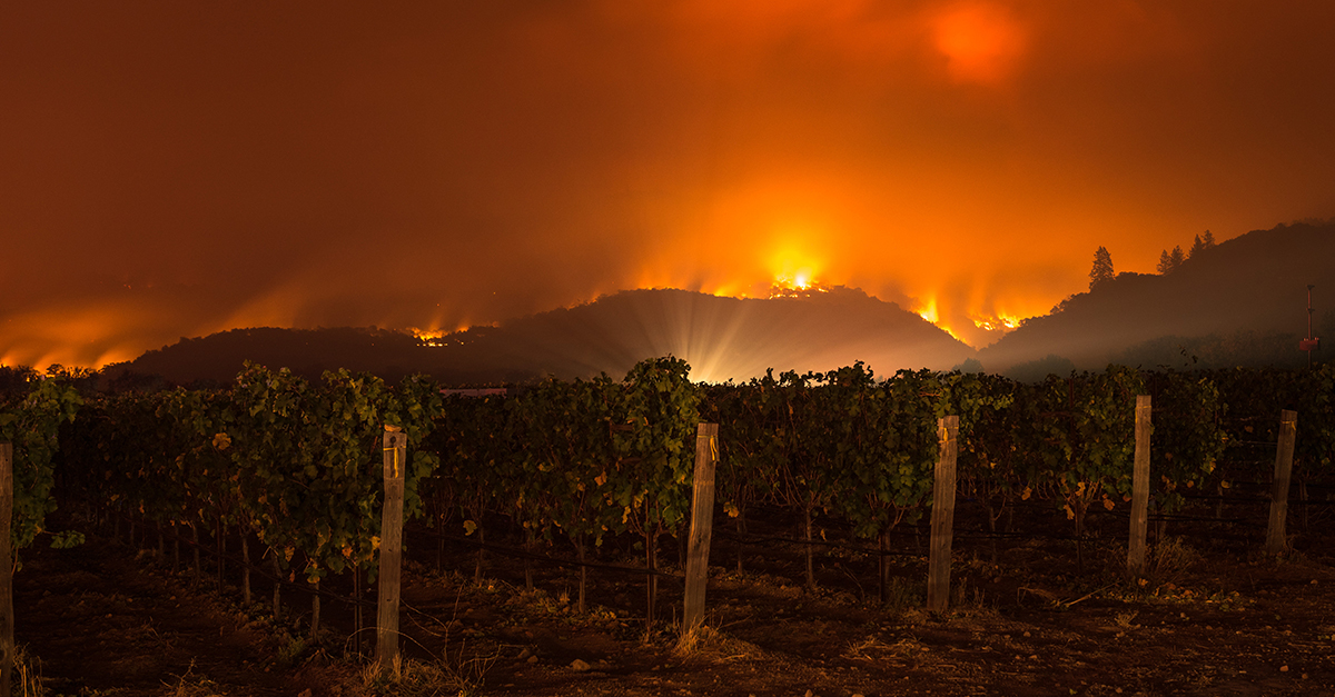 Resumen semanal de noticias sobre bebidas alcohólicas: las secuelas de los incendios forestales persisten en Burdeos, los consumidores de marihuana superan a los bebedores y más