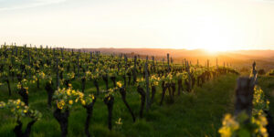Vino 101: Ruido del vino Parte IV: Glifosato: una historia