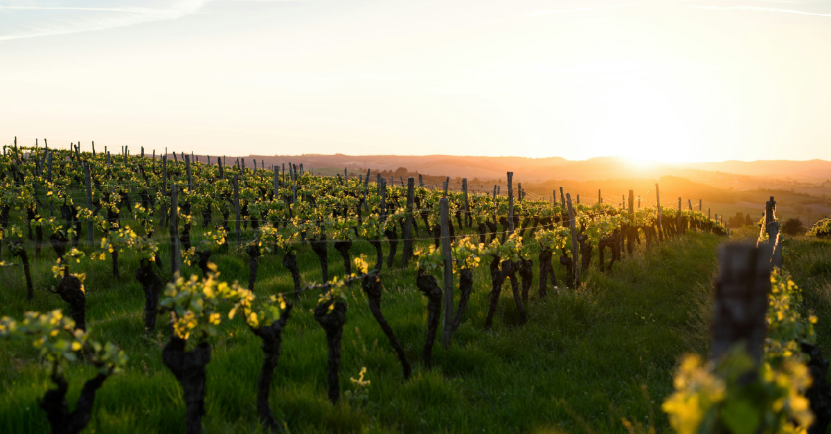 Vino 101: Ruido del vino Parte IV: Glifosato: una historia