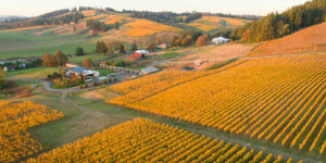 Vino 101: Festival del Pinot Noir Blanco