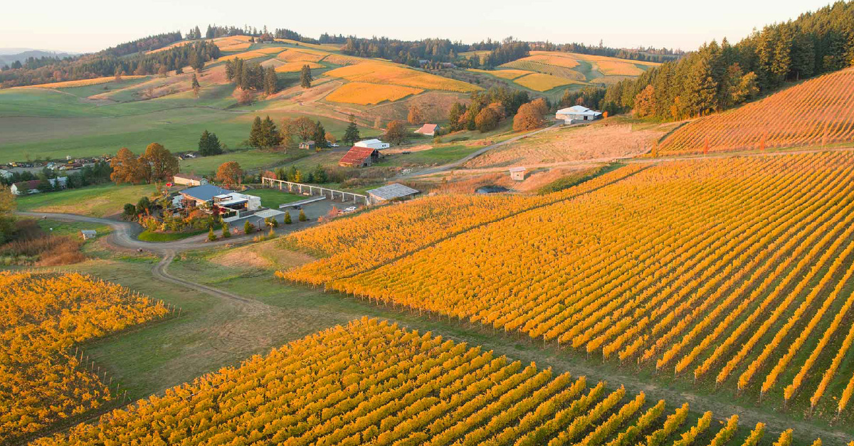 Vino 101: Festival del Pinot Noir Blanco